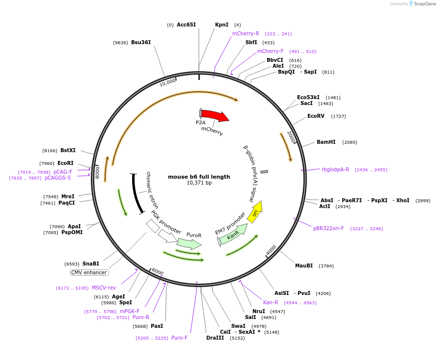 217816-plasmid-map-sequence-id-432376