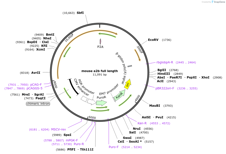 217812-plasmid-map-sequence-id-432378