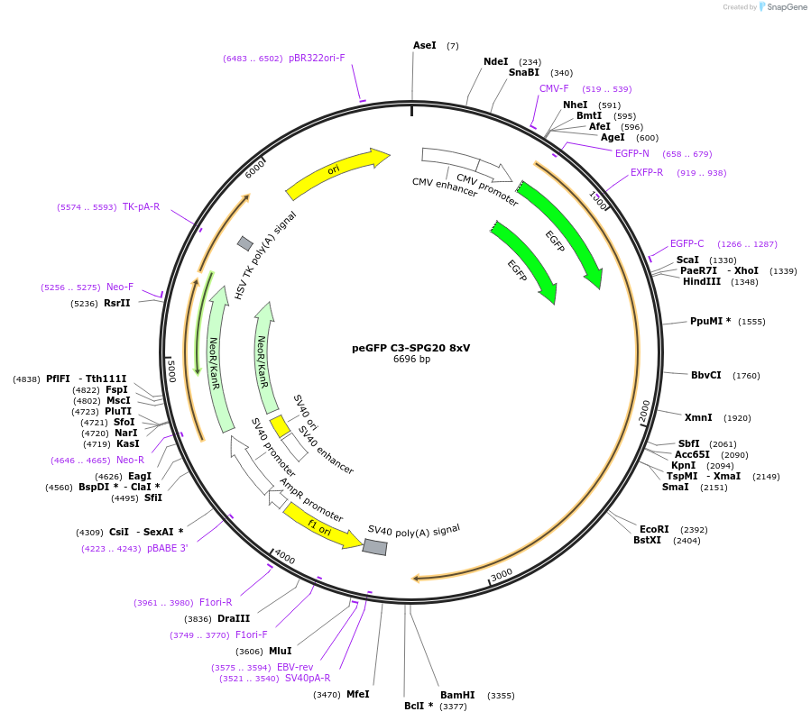 218579-plasmid-map-sequence-id-432382