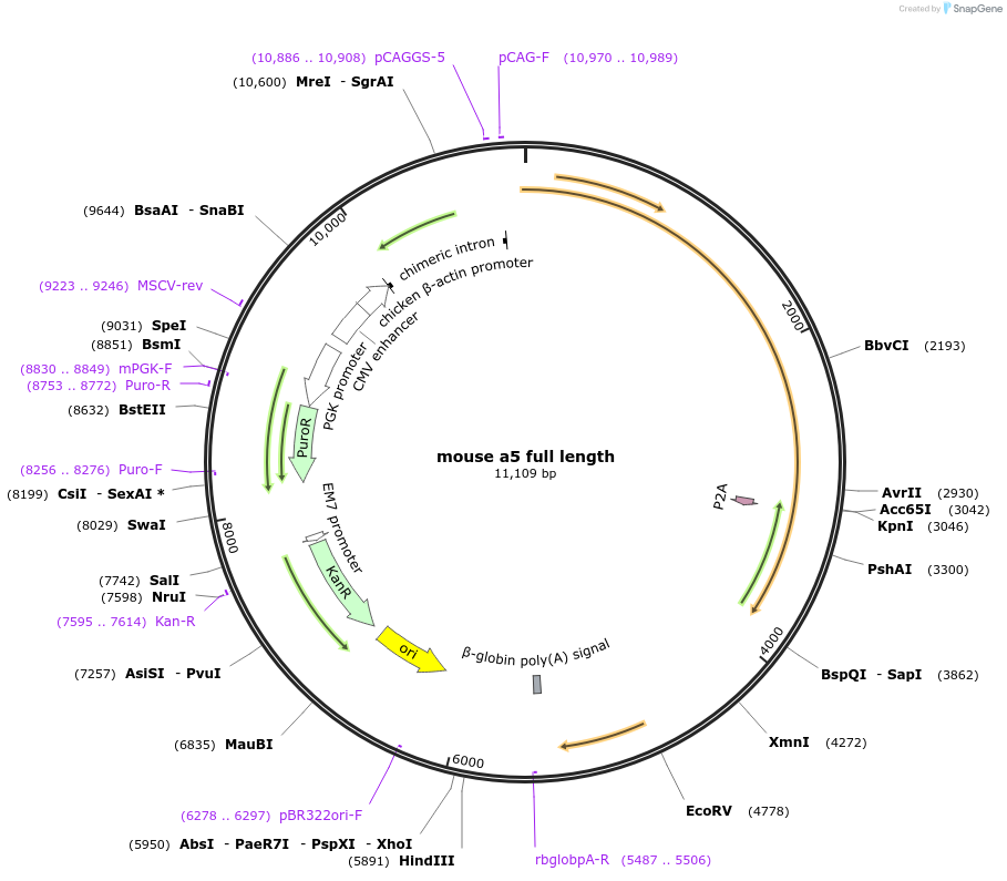 217810-plasmid-map-sequence-id-432383