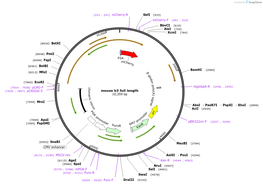 217814-plasmid-map-sequence-id-432385