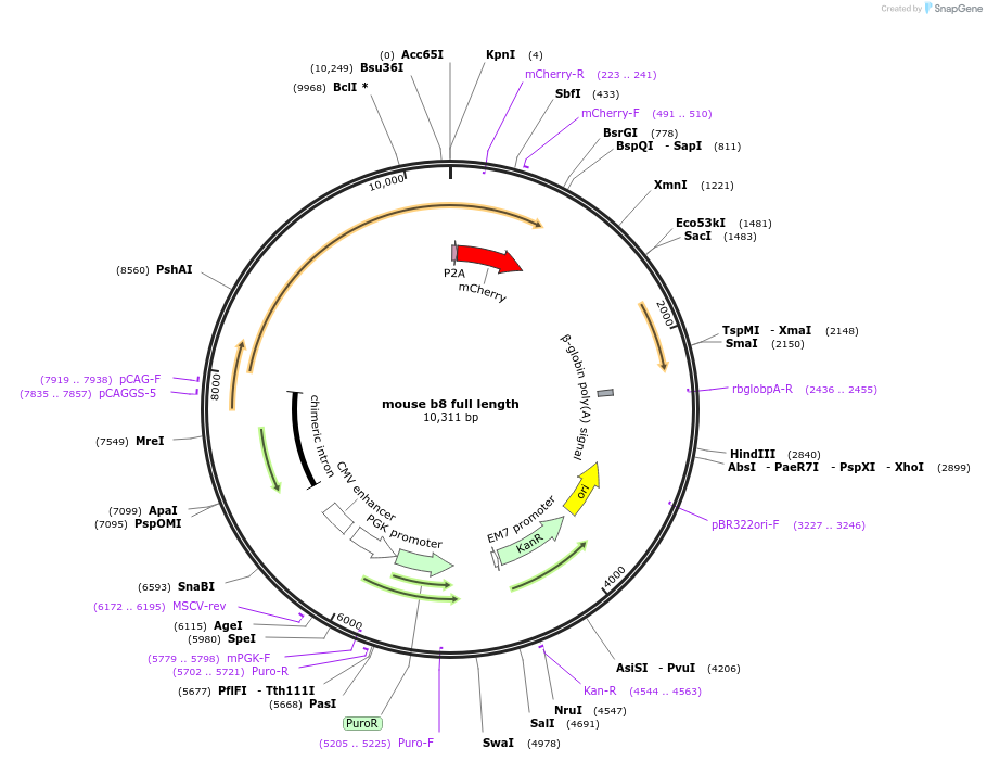 217817-plasmid-map-sequence-id-432386