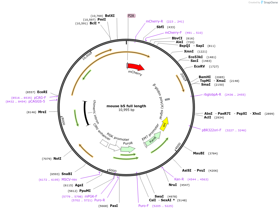 217815-plasmid-map-sequence-id-432390