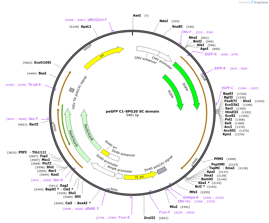 218580-plasmid-map-sequence-id-432391