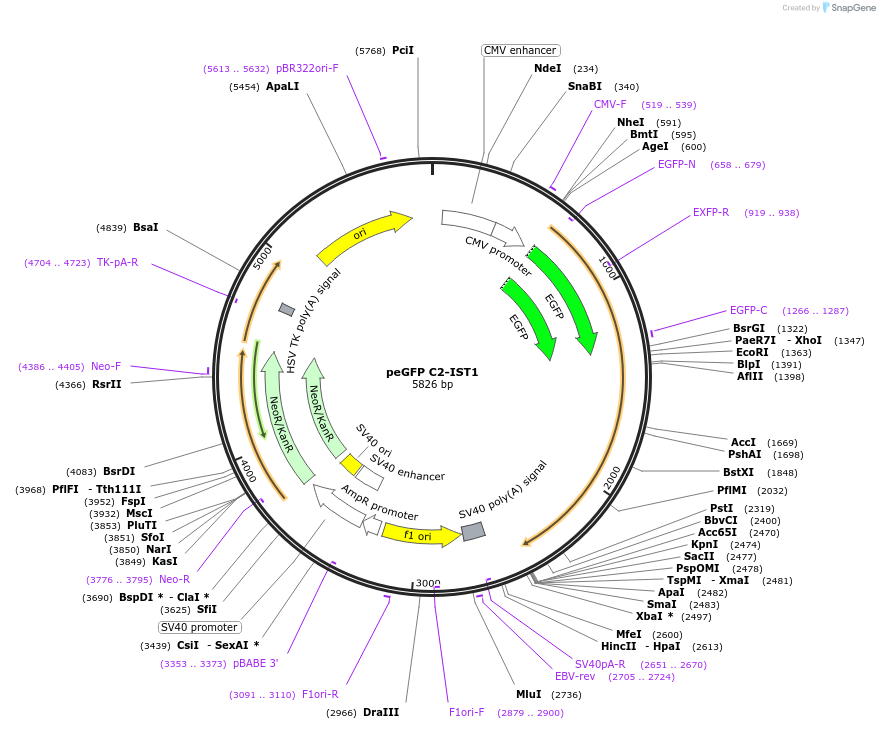 218582-plasmid-map-sequence-id-432394