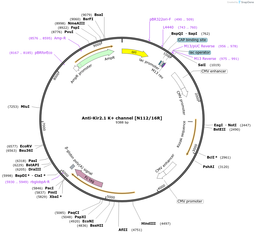 206612-plasmid-map-sequence-id-432404