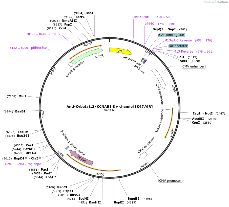 206604-plasmid-map-sequence-id-432407