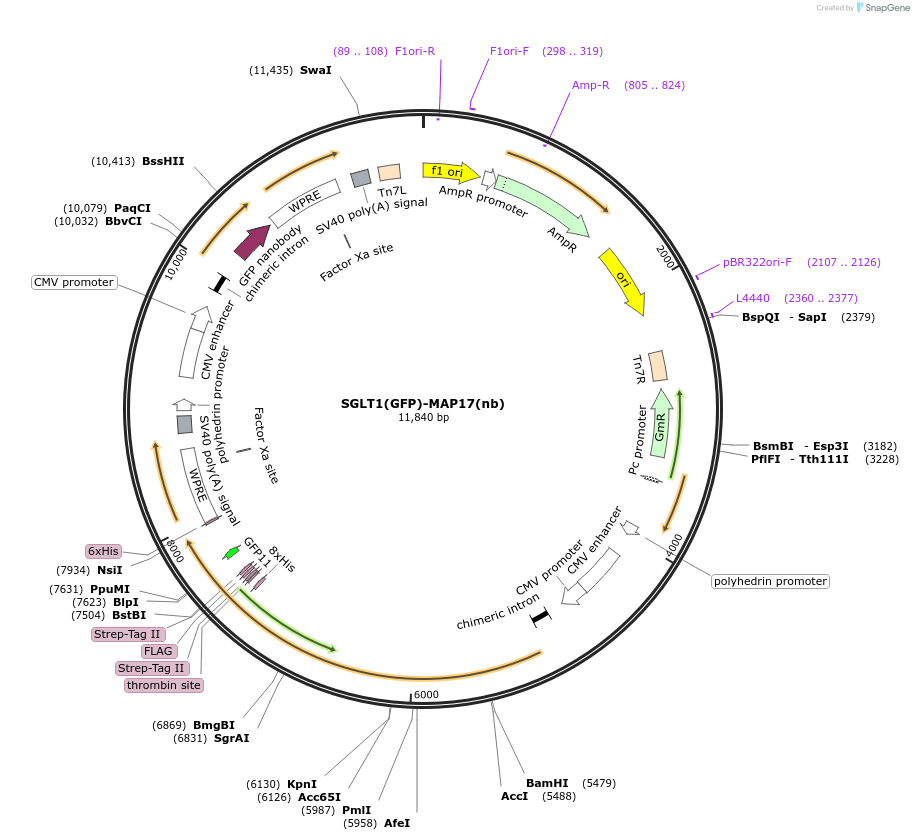 216210-plasmid-map-sequence-id-432408