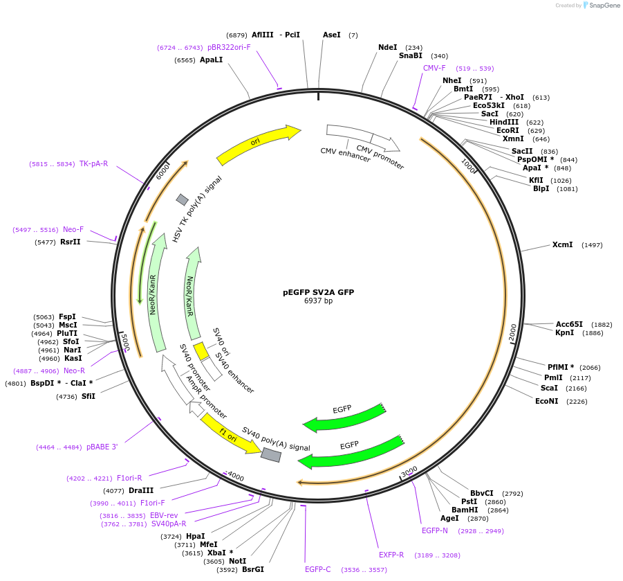 218544-plasmid-map-sequence-id-432429