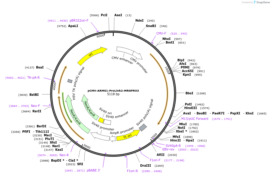 213962-plasmid-map-sequence-id-432435