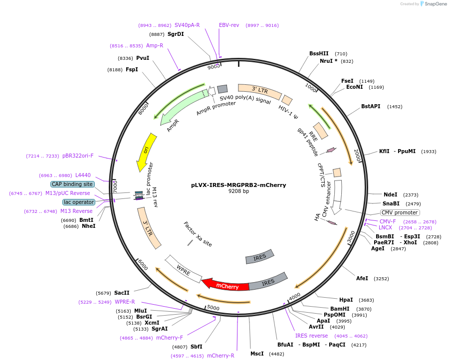 213961-plasmid-map-sequence-id-432437