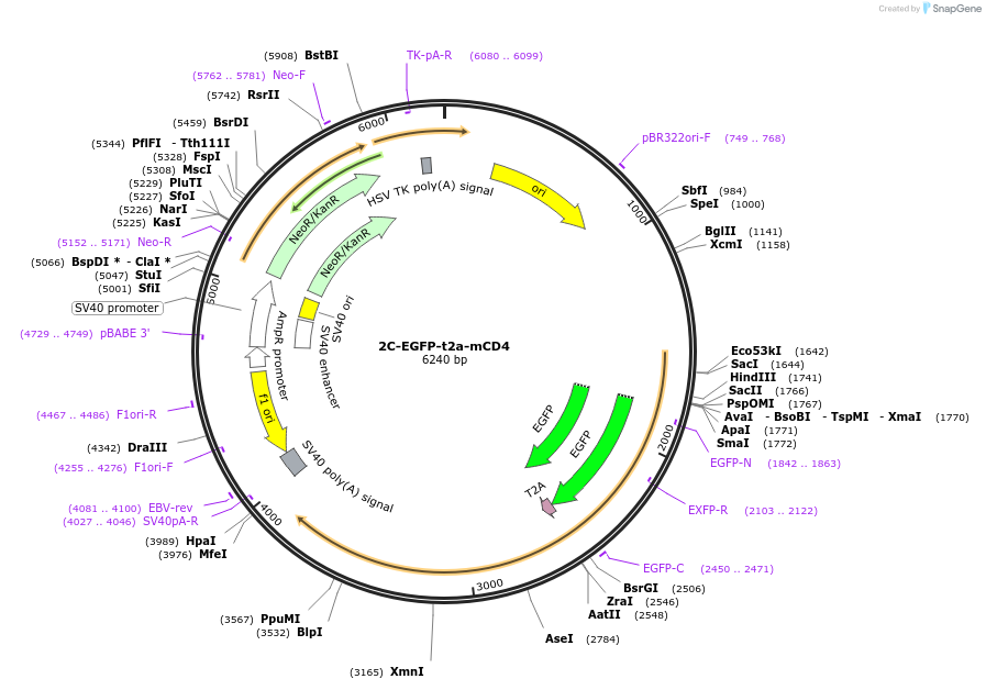 216213-plasmid-map-sequence-id-432464