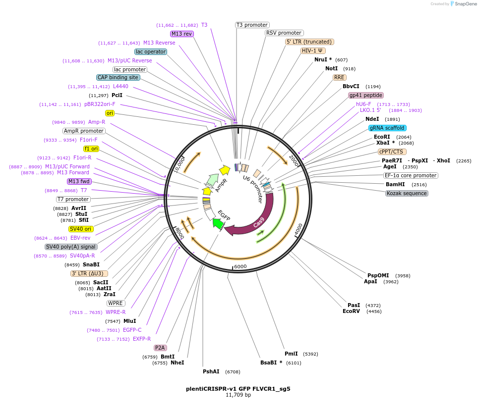 218521-plasmid-map-sequence-id-432477