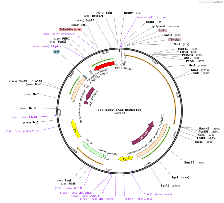 218790-plasmid-map-sequence-id-432480