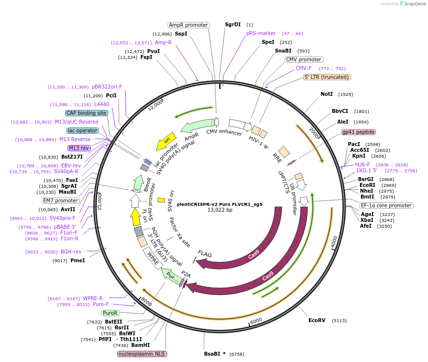 218522-plasmid-map-sequence-id-432481