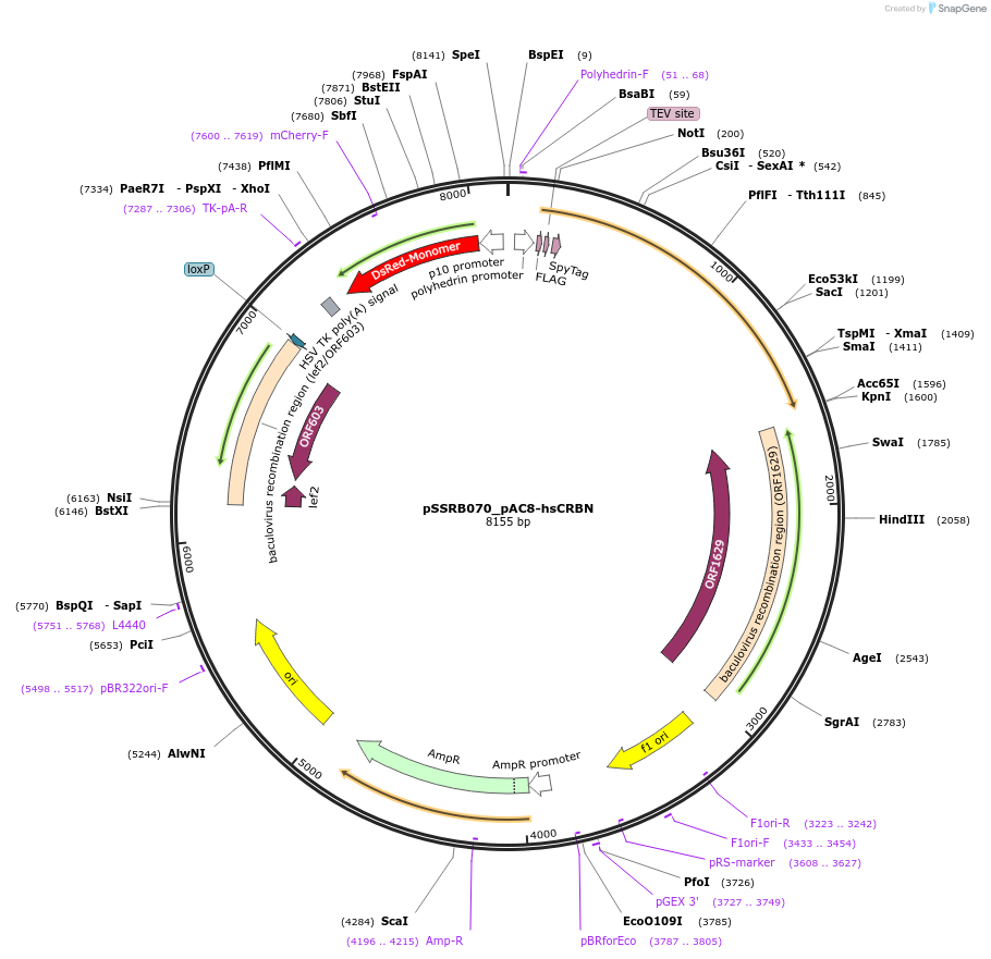 218789-plasmid-map-sequence-id-432482