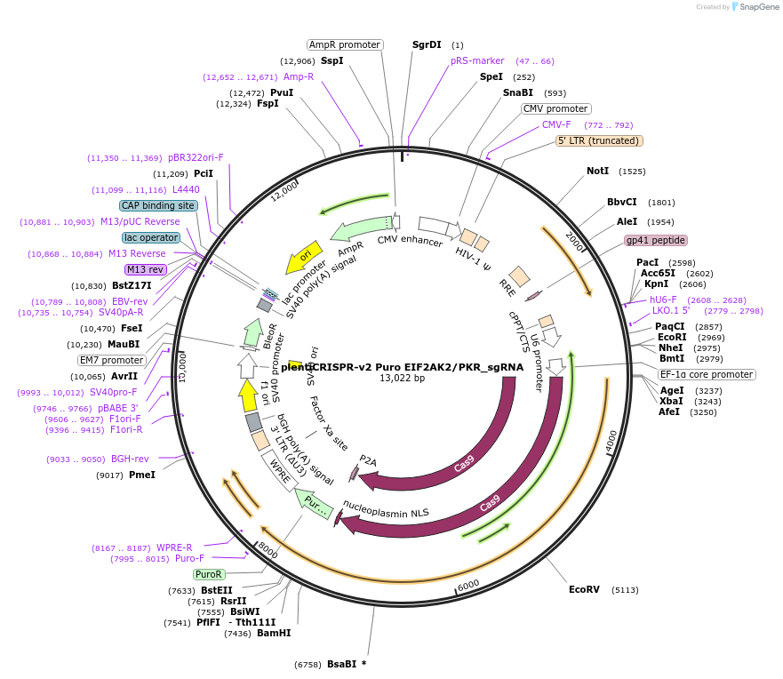 218527-plasmid-map-sequence-id-432488
