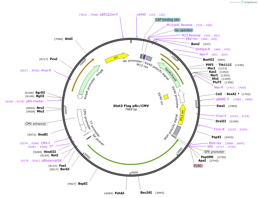8707-plasmid-map-sequence-id-43249
