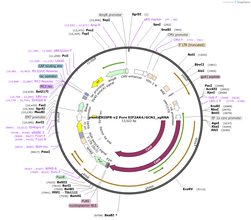 218528-plasmid-map-sequence-id-432492