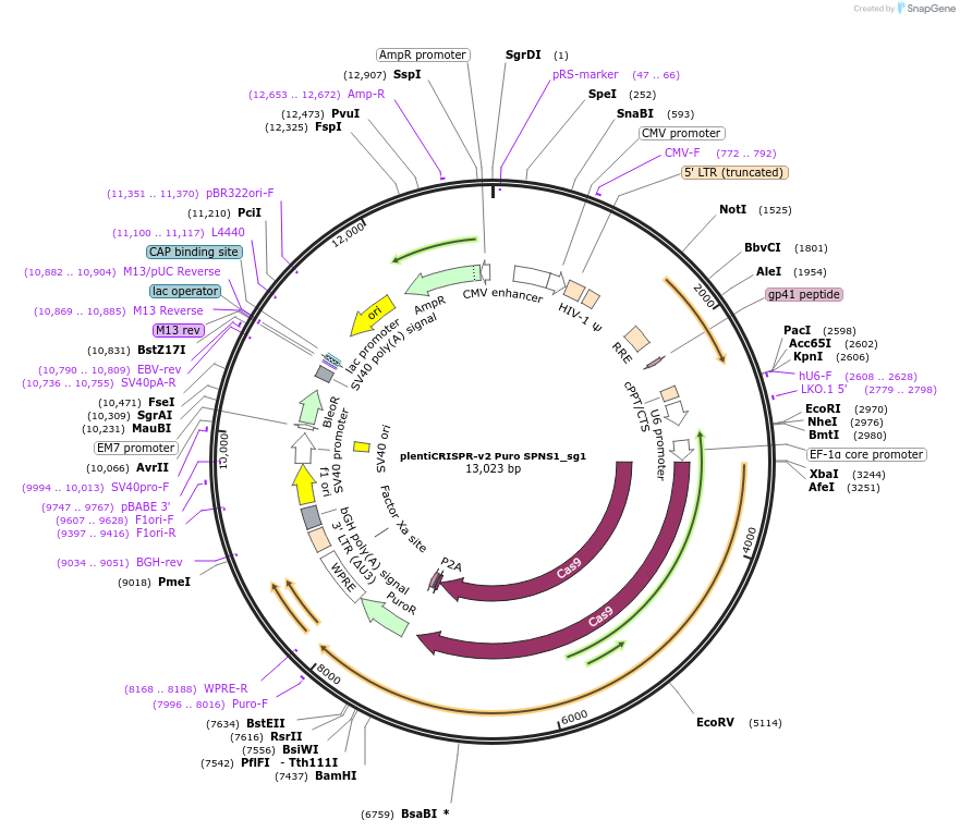 218530-plasmid-map-sequence-id-432498
