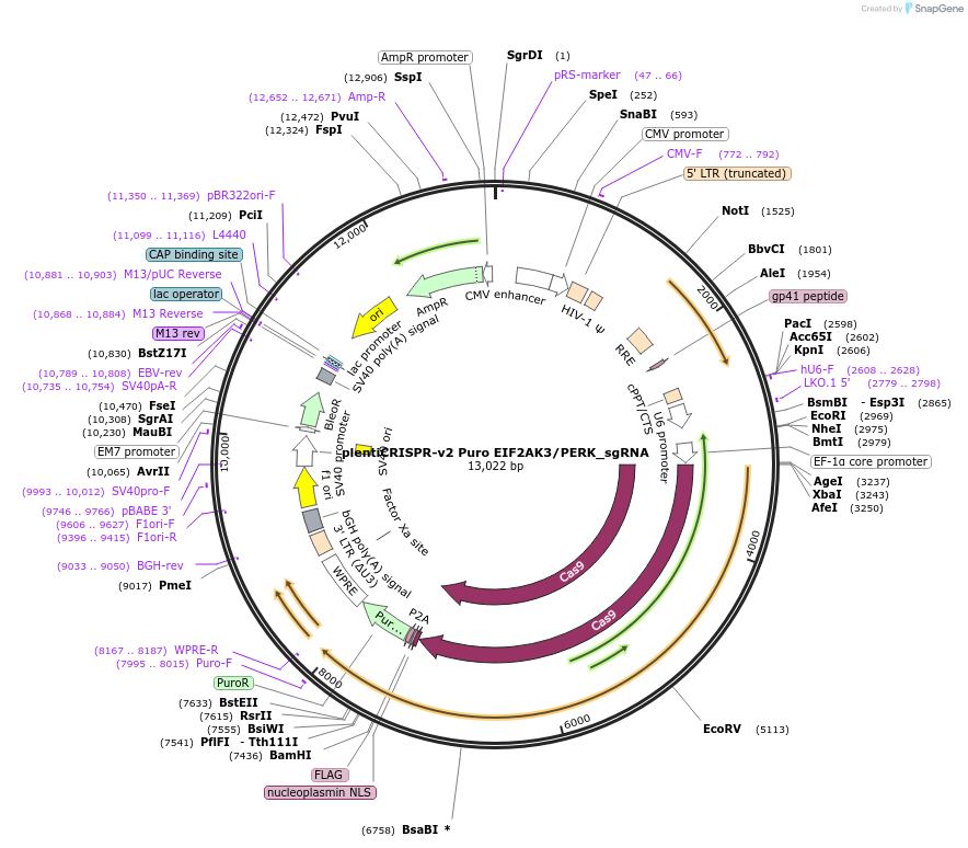 218666-plasmid-map-sequence-id-432503