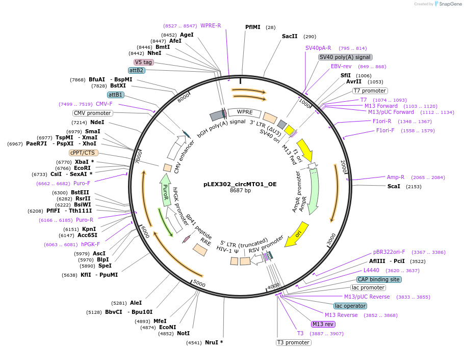 215240-plasmid-map-sequence-id-432519