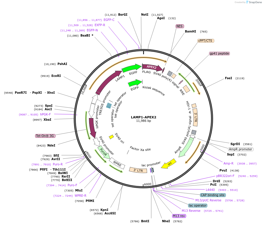 215555-plasmid-map-sequence-id-432520