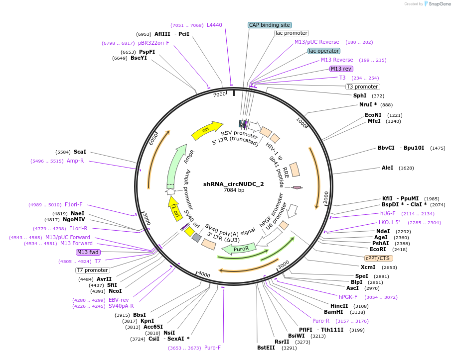215231-plasmid-map-sequence-id-432526