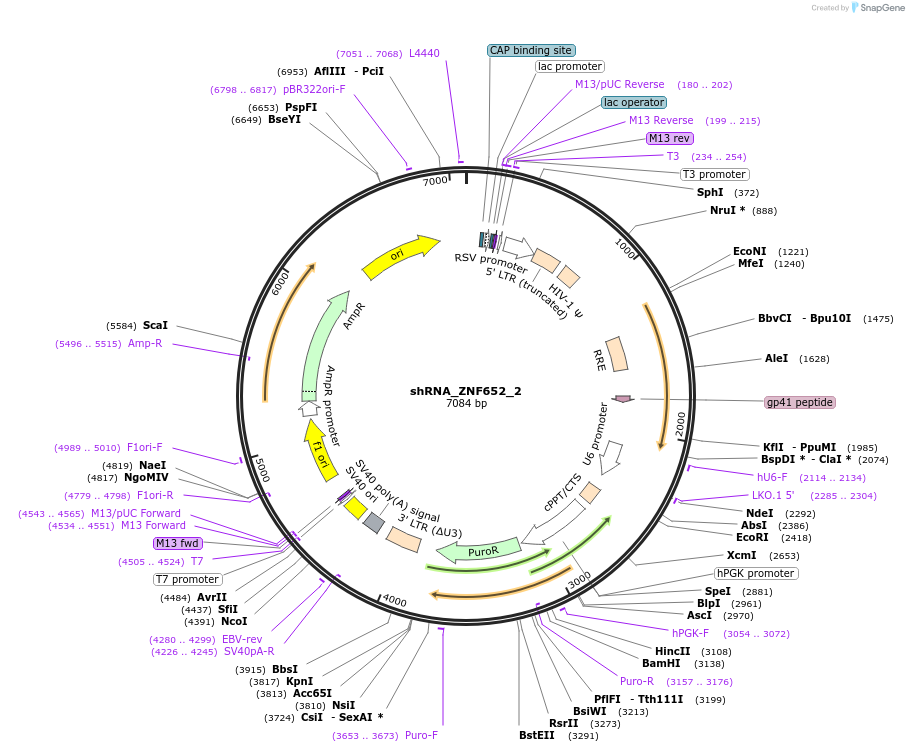 215201-plasmid-map-sequence-id-432528