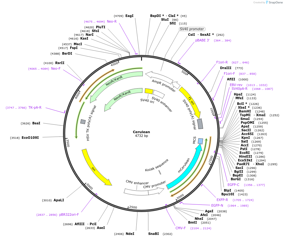 15214-plasmid-map-sequence-id-43253