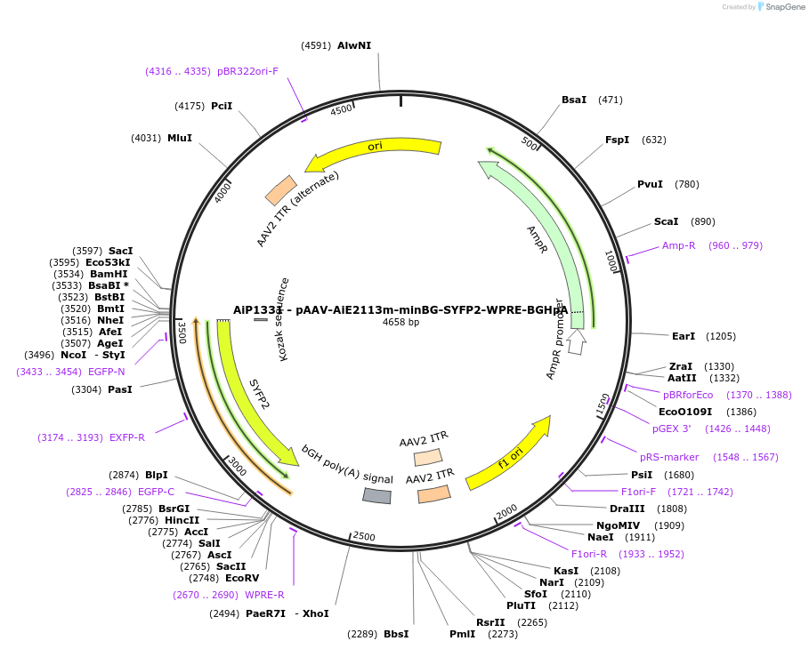 214482-plasmid-map-sequence-id-432530