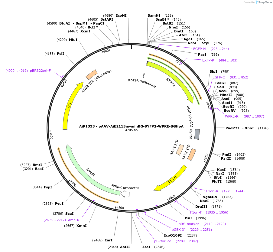 214484-plasmid-map-sequence-id-432532