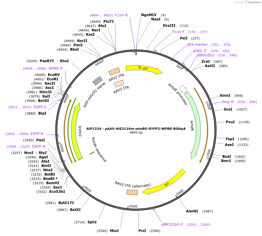 214485-plasmid-map-sequence-id-432533