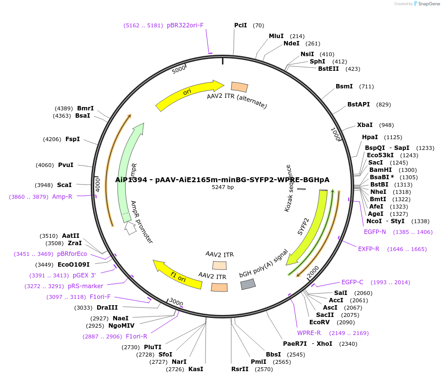 214488-plasmid-map-sequence-id-432536