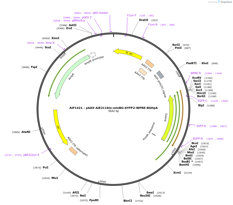 214492-plasmid-map-sequence-id-432538