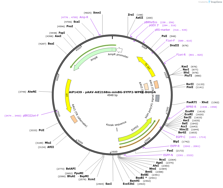 214500-plasmid-map-sequence-id-432541