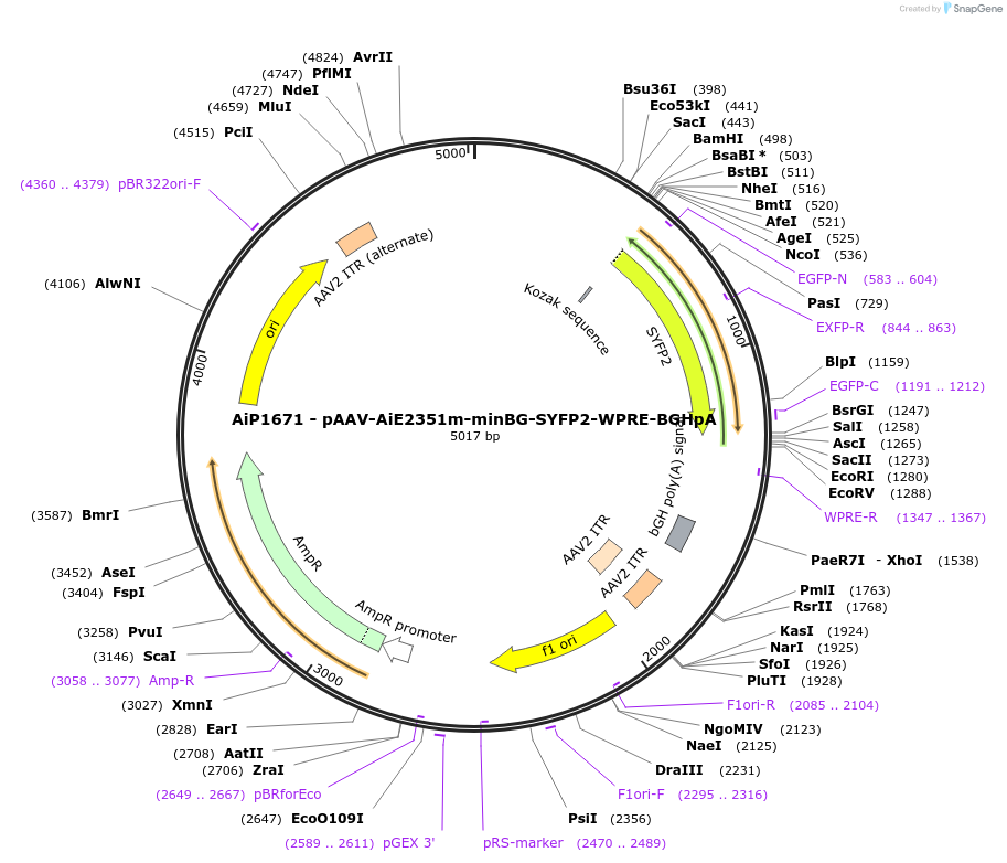 214515-plasmid-map-sequence-id-432546