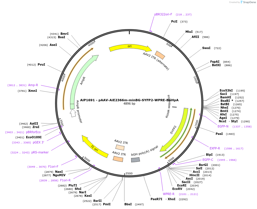 214518-plasmid-map-sequence-id-432548