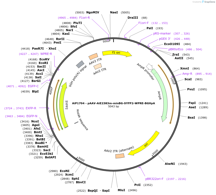 214521-plasmid-map-sequence-id-432550