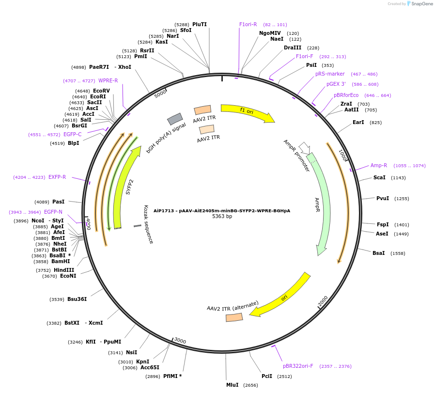 214526-plasmid-map-sequence-id-432553