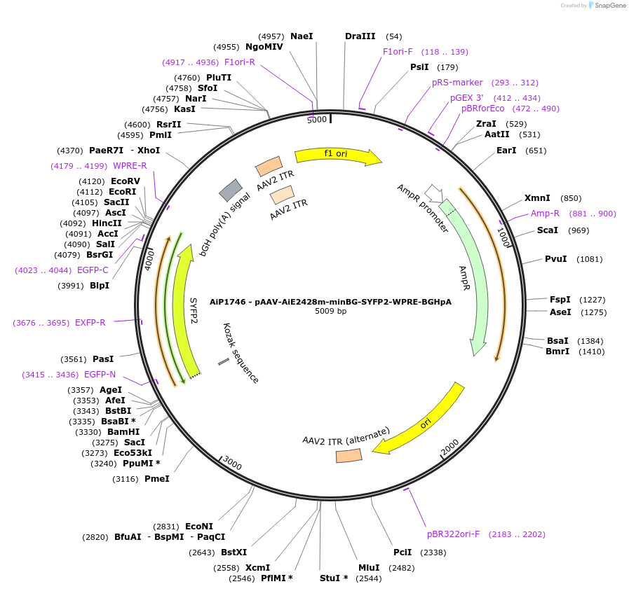214536-plasmid-map-sequence-id-432558