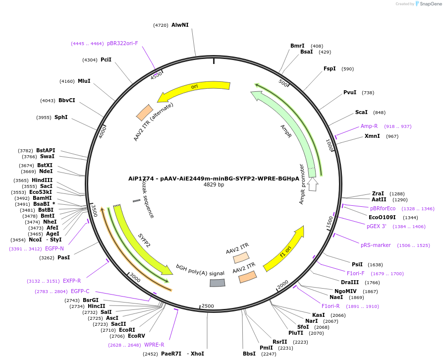 214540-plasmid-map-sequence-id-432559