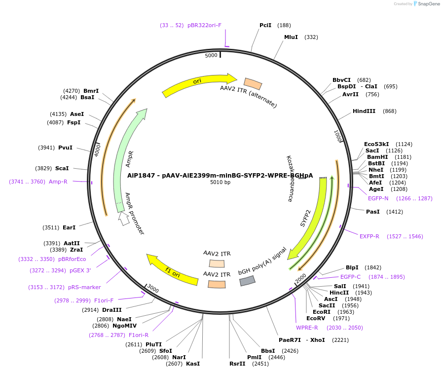214551-plasmid-map-sequence-id-432567