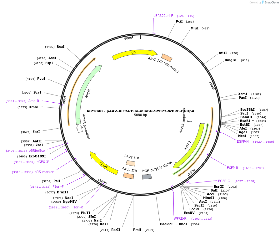 214552-plasmid-map-sequence-id-432568