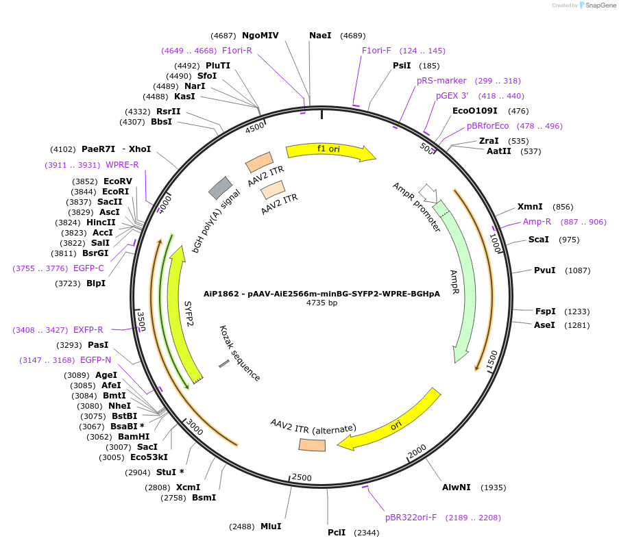 214561-plasmid-map-sequence-id-432574