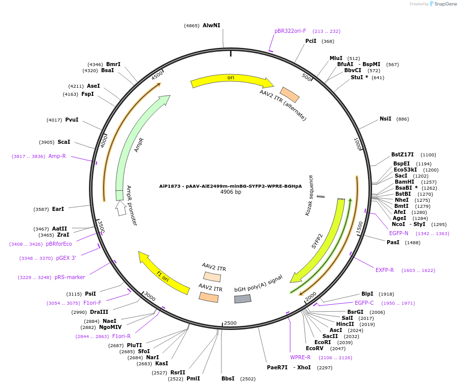 214564-plasmid-map-sequence-id-432577
