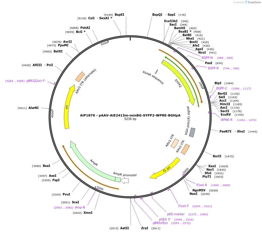 214565-plasmid-map-sequence-id-432578