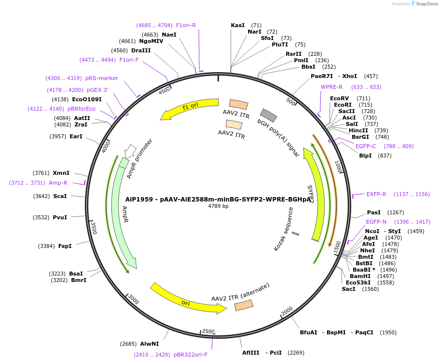 214590-plasmid-map-sequence-id-432589