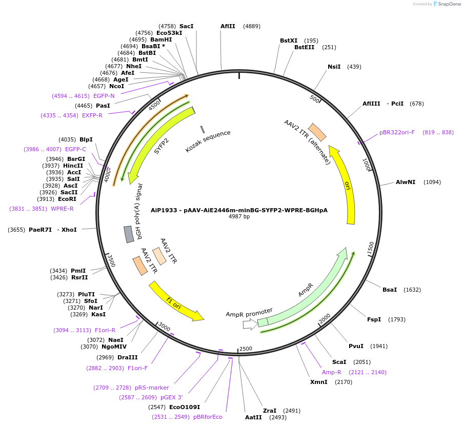 214585-plasmid-map-sequence-id-432590