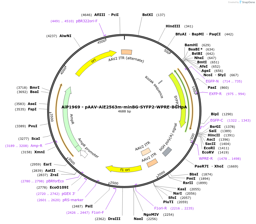 214597-plasmid-map-sequence-id-432594